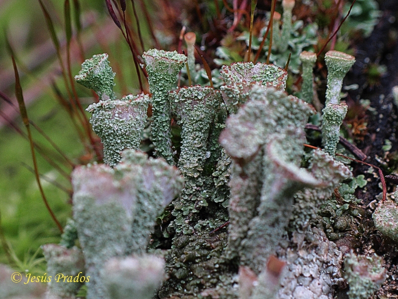 Cladonia sp._5.JPG