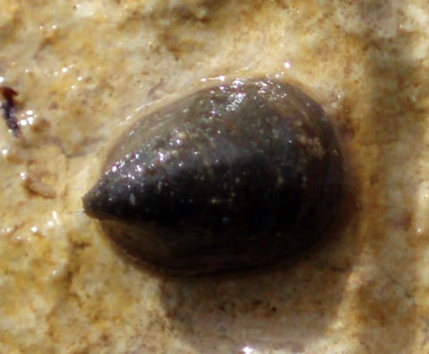 Ancylus fluviatilis 2.jpg