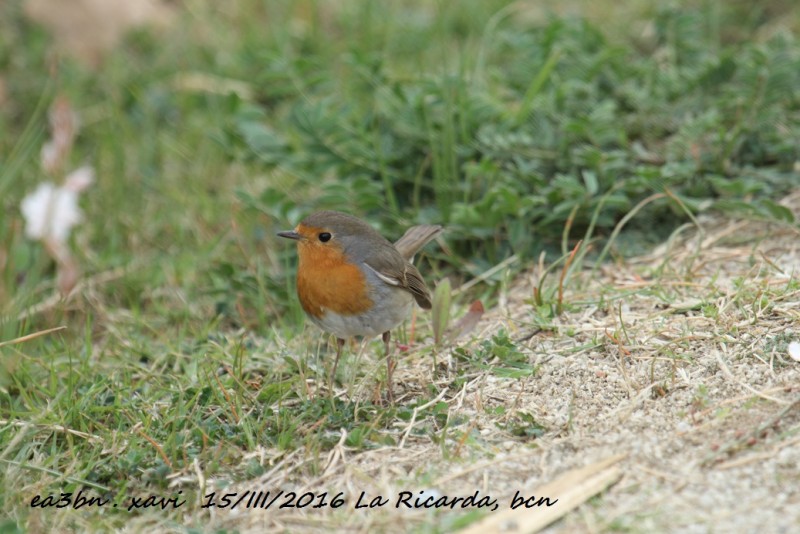 476_Erithacus rubecula.jpg