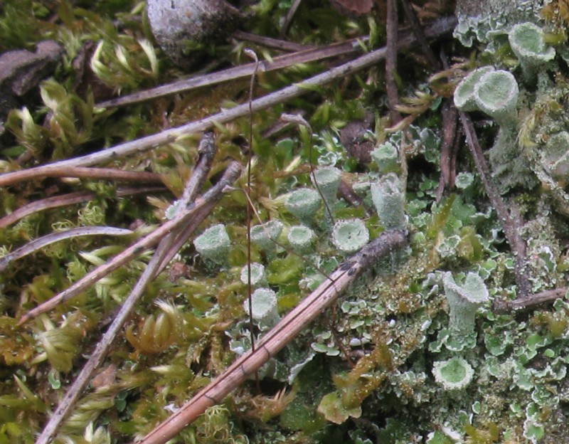 Cladonia.jpg