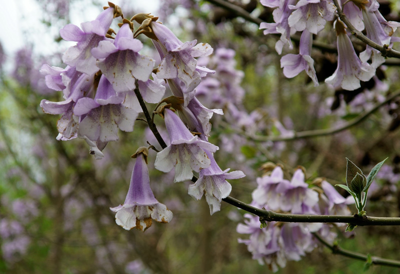 Paulowniaceae - Paulownia tomentosa 1-01.jpg