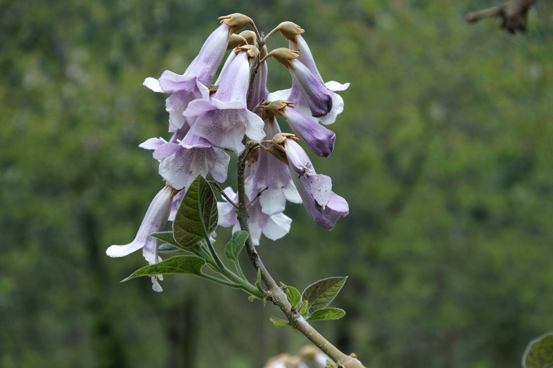 Paulowniaceae - Paulownia tomentosa 2-01.jpg