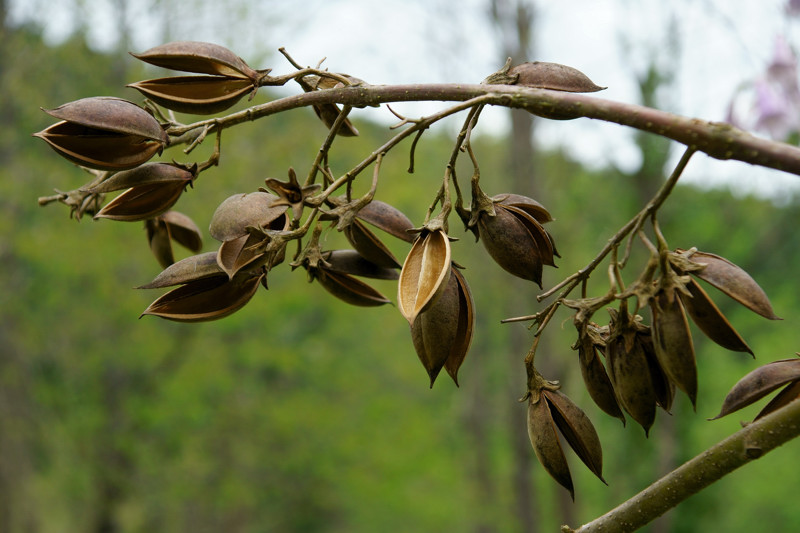 Paulowniaceae - Paulownia tomentosa 3-01.jpg