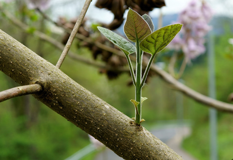 Paulowniaceae - Paulownia tomentosa 4-01.jpg