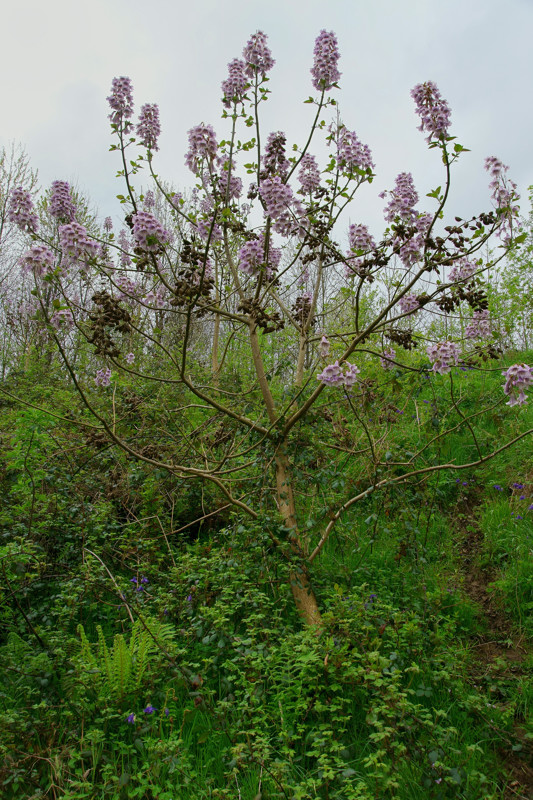 Paulowniaceae - Paulownia tomentosa 5-01.jpg