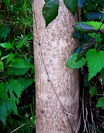 Paulowniaceae - Paulownia tomentosa 6.jpg