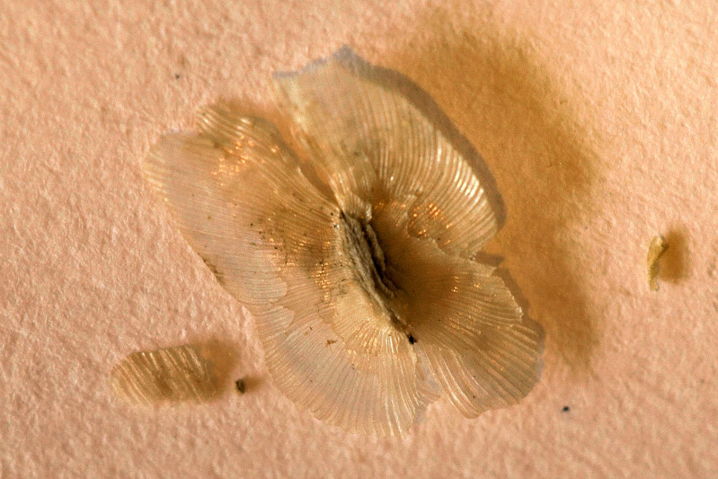 Paulowniaceae - Paulownia tomentosa 9-01.jpg