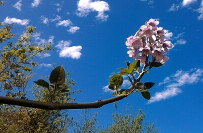 Paulowniaceae - Paulownia tomentosa 7.jpg