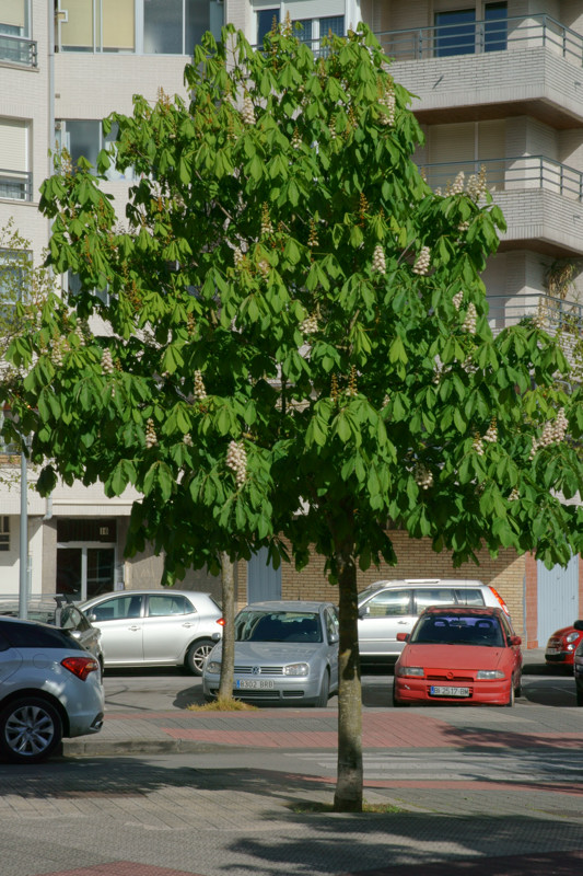 Sapindaceae - Aesculus hippocastanum 1-01.jpg