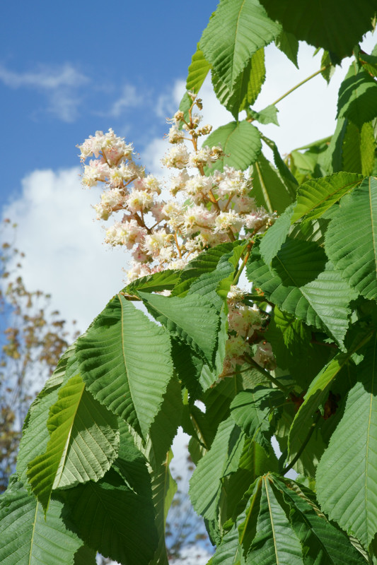 Sapindaceae - Aesculus hippocastanum 3-01.jpg