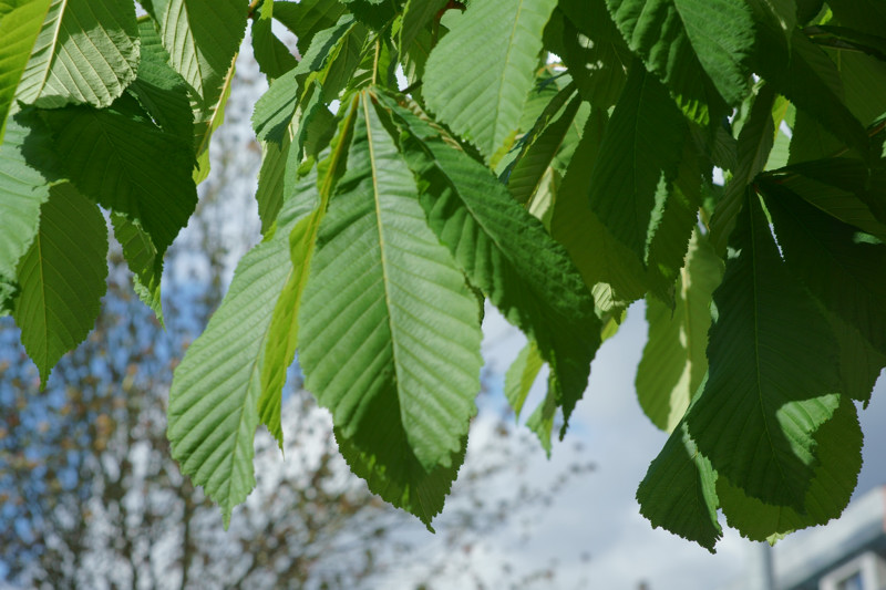 Sapindaceae - Aesculus hippocastanum 4-01.jpg