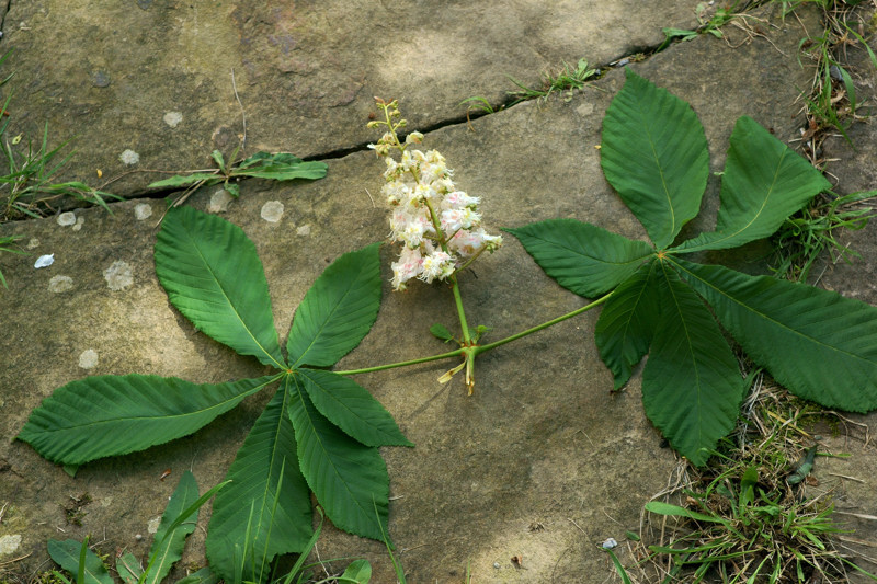 Sapindaceae - Aesculus hippocastanum 5-01.jpg