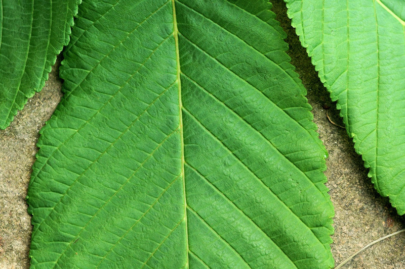 Sapindaceae - Aesculus hippocastanum 6-01.jpg