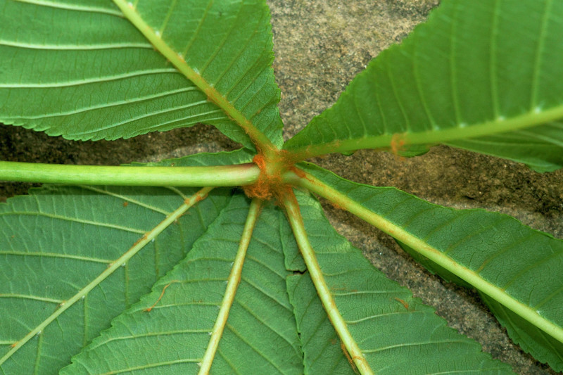 Sapindaceae - Aesculus hippocastanum 7-01.jpg