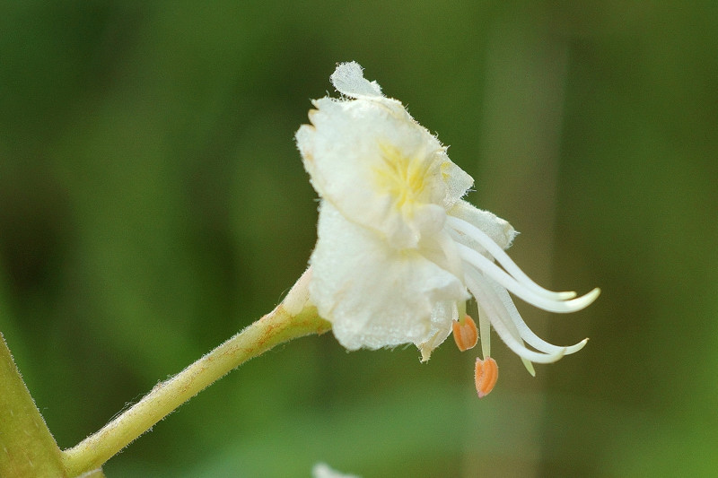 Sapindaceae - Aesculus hippocastanum 8-01.jpg
