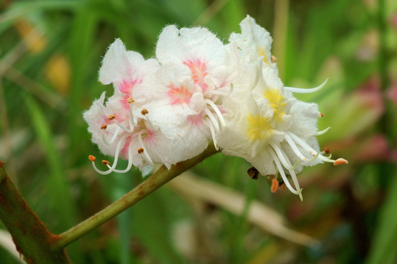 Sapindaceae - Aesculus hippocastanum 9-01.jpg