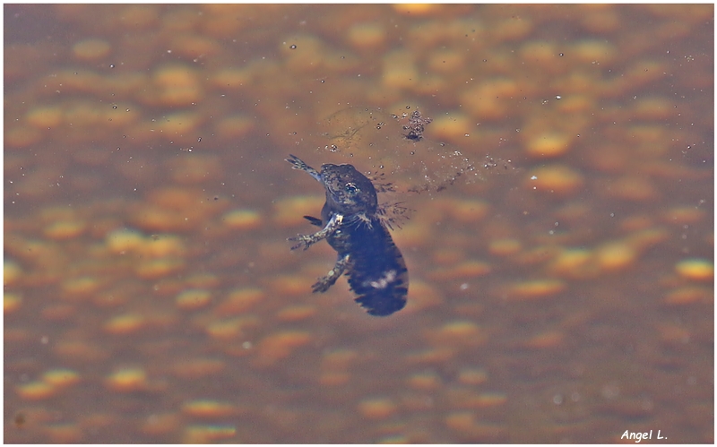 01. Salamandra salamandra, 10 jul 16.JPG