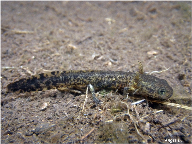02. Salamandra salamandra, 10 jul 16.JPG