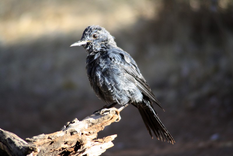 Roquero solitario.jpg