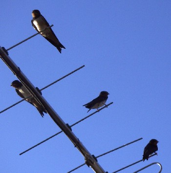 Hirundo rustica bando (Torre del Rey).jpg