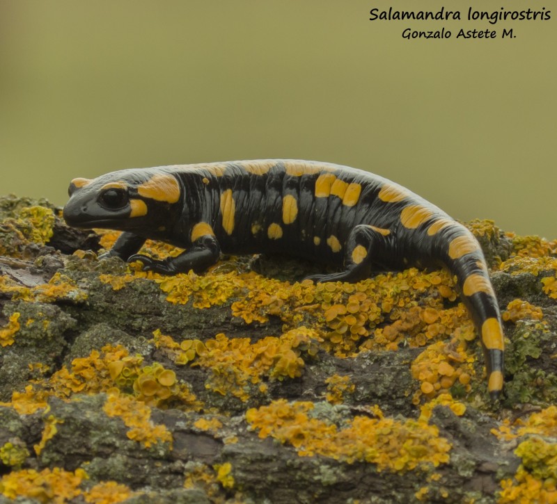 salamandra1.JPG