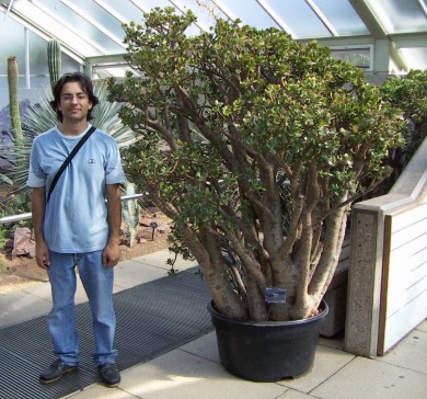 Crassula ovata giant Kew.jpg