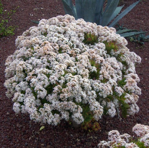 Crassula ovata flor.JPG