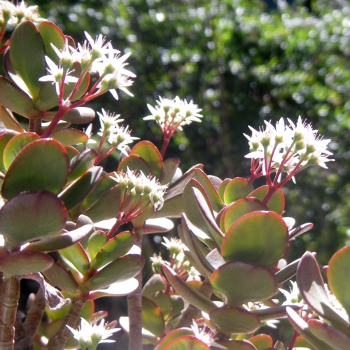 Crassula ovata.jpg