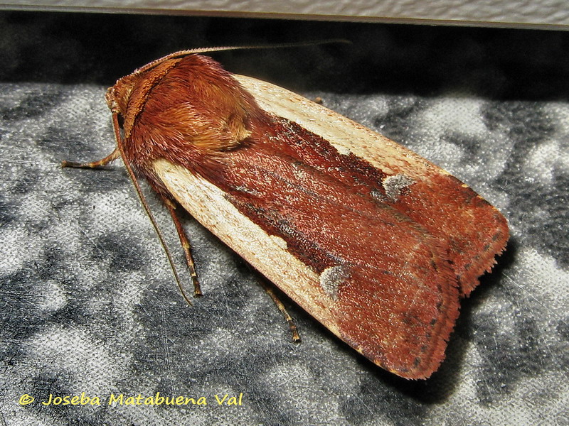 Ochropleura plecta - Noctuidae 170408 1247 bi.jpg