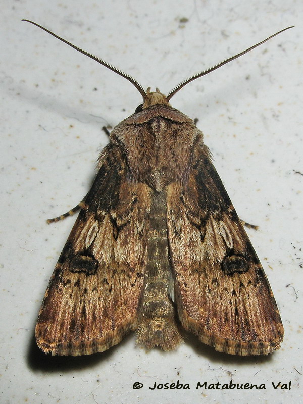 Agrotis puta - Noctuidae 170329 1002 bi.jpg