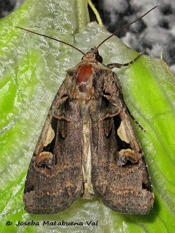 Xestia c-nigrum - Noctuidae 170329 1010 bi.jpg