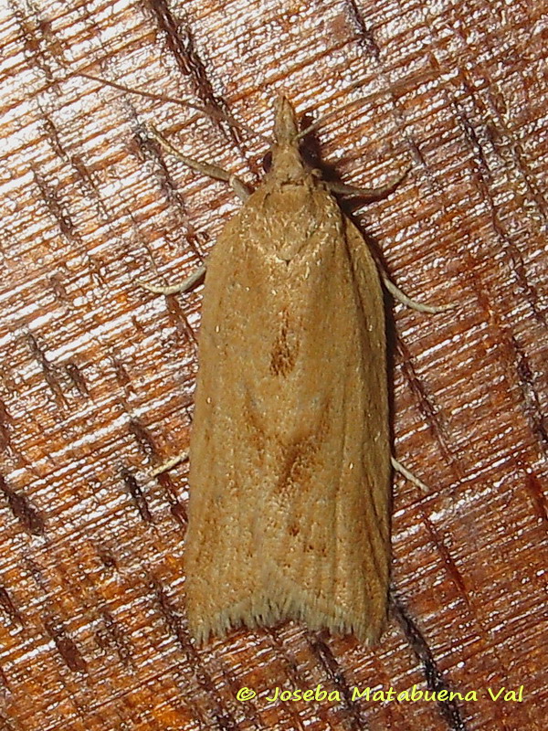 Clepsis coriacanus - Tortricidae 170328 0958 bi.jpg