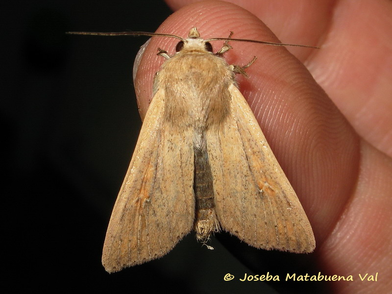 Mythimna unipuncta - Noctuidae 170324 0913 bi.jpg