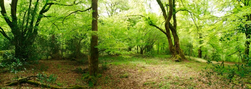 Bosque de hayas.jpg