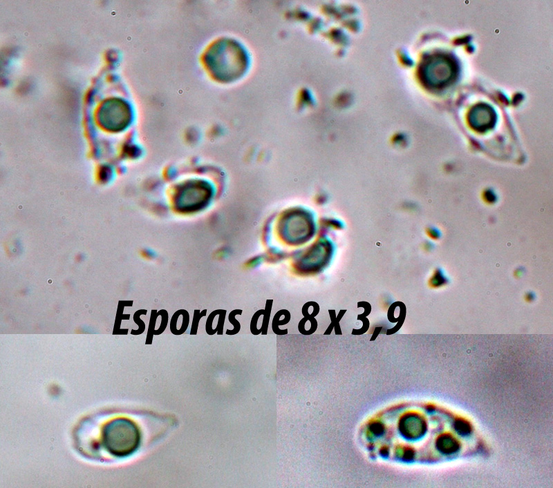 Esporas-2.jpg