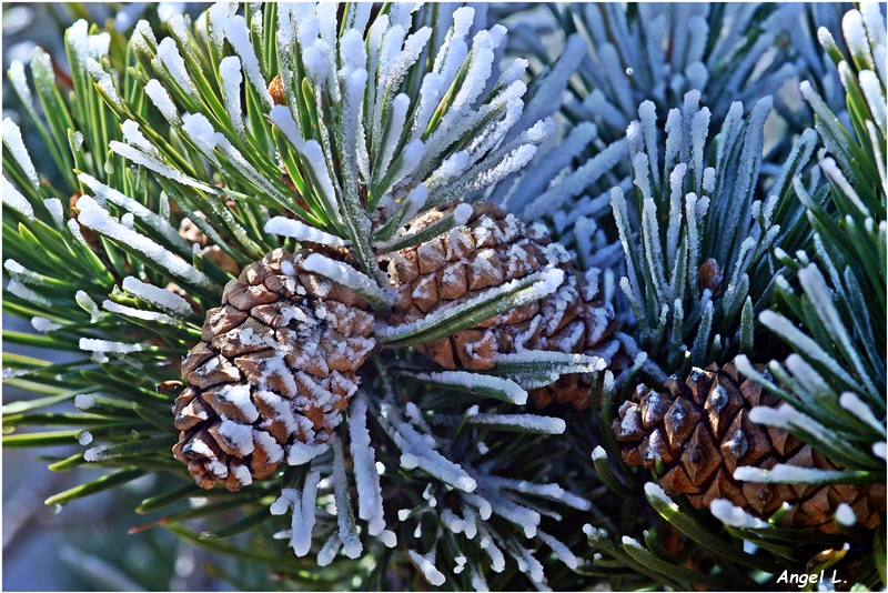 R224. Pinus sylvestris 9, Navacerrada (Madrid), 01 may 17.JPG