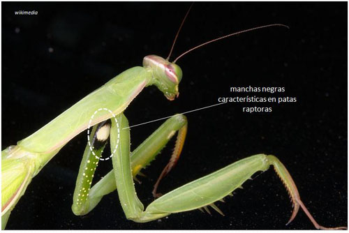 mantis morfología.jpg