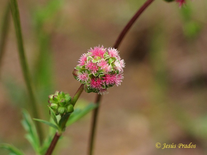 Sanguisorba 170517_5.JPG