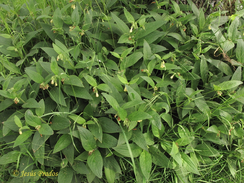 Symphytum tuberosum subsp. tuberosum_8.JPG