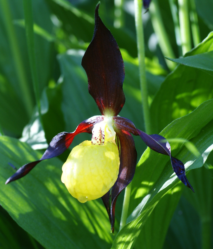 Cypripedium calceolus 6268.jpg