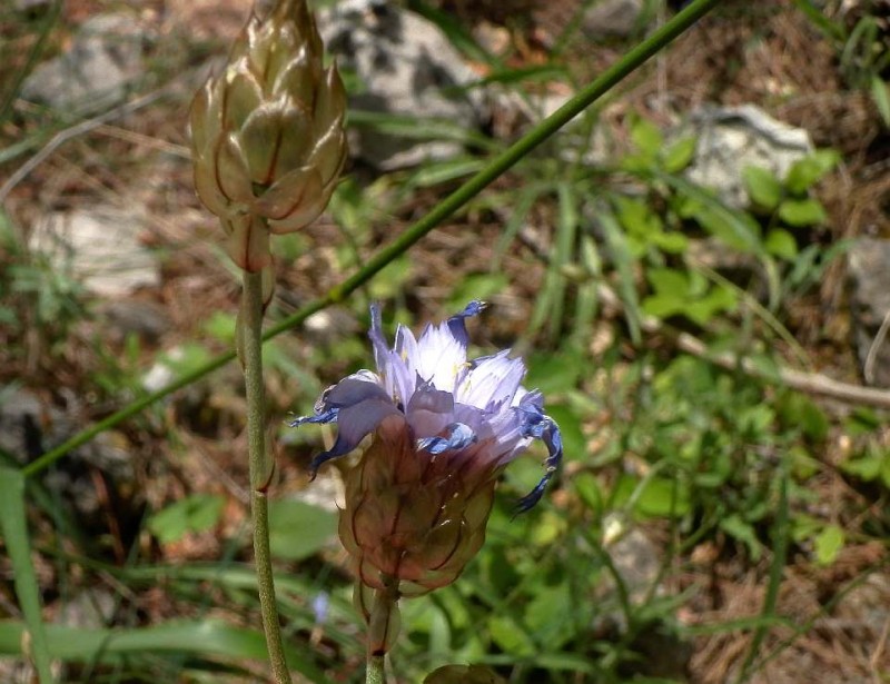 Catananche caerulea R1.jpg