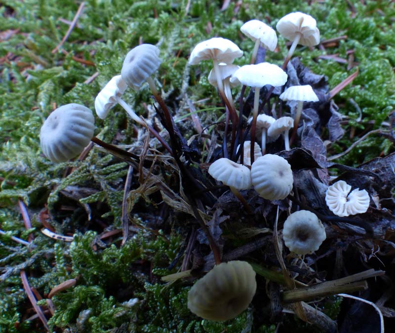 Marasmius rotula 106.jpg