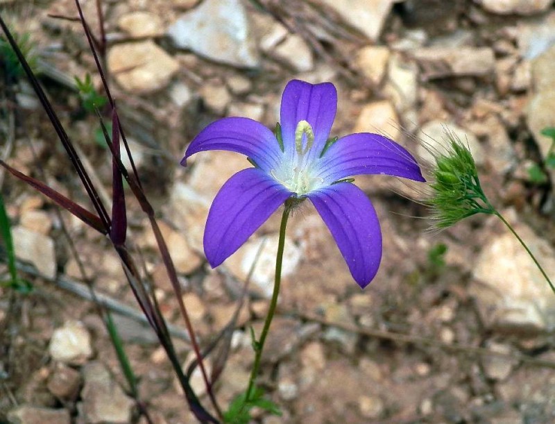 Campanula decumbens R1.jpg