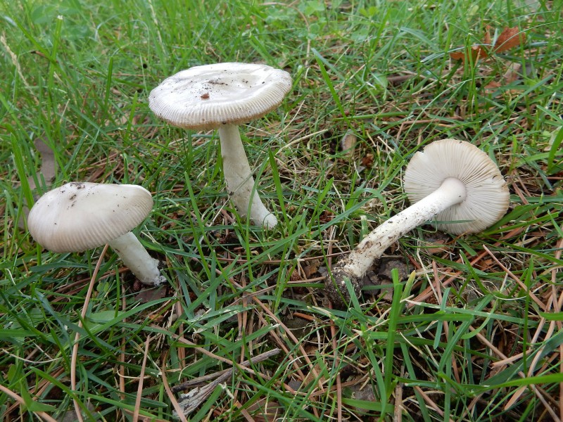 Amanita sp..jpg