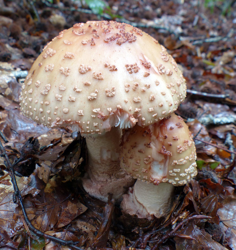 Amanita rubescens 428.jpg