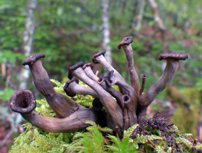 Craterellus cornucopioides436.jpg