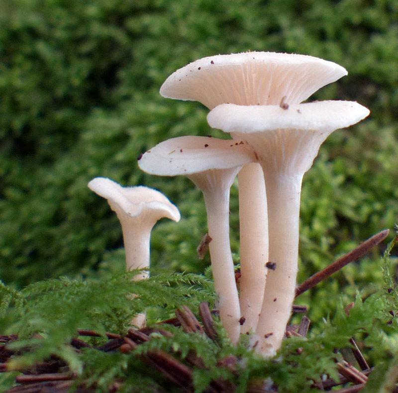 Clitocybe phaeophthalma 438.jpg