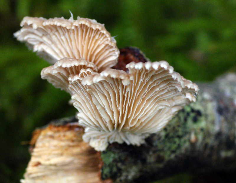 Schizophyllum comune 6454.jpg