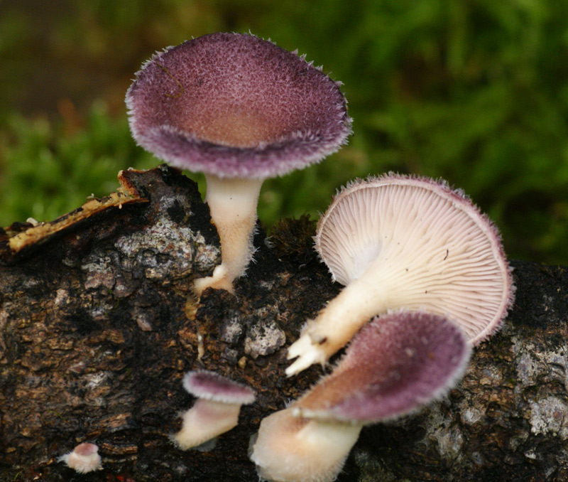 Lentinus strigosus 6456.jpg