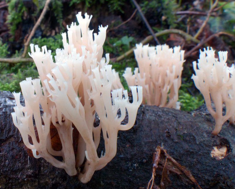 Artomyces pyxidatus 448.jpg